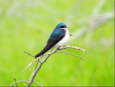 Tree Swallow at Port Louisa National Wildlife Refuge