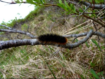 Woolly Bear Caterpillar photo