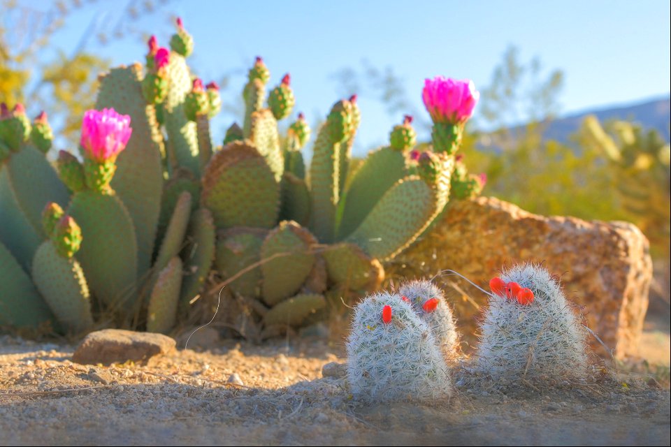 Beavertail Cactus Flowers, and fishhook Cactus Fruit