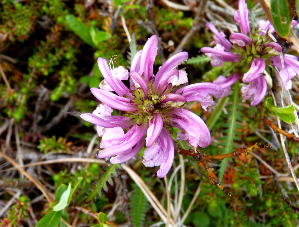 Pedicularis sudetica