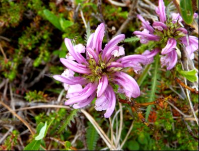 Pedicularis sudetica