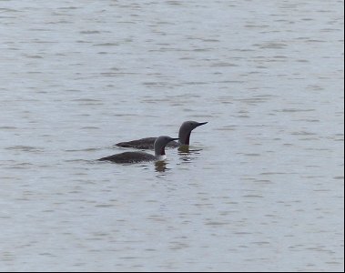Red-throated Loons photo