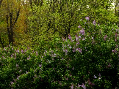 Herestrau Park in spring (2) photo