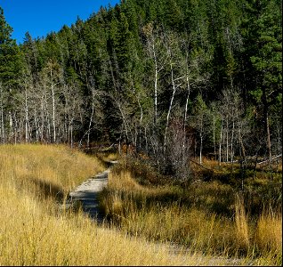 Trees along Limekiln Trail