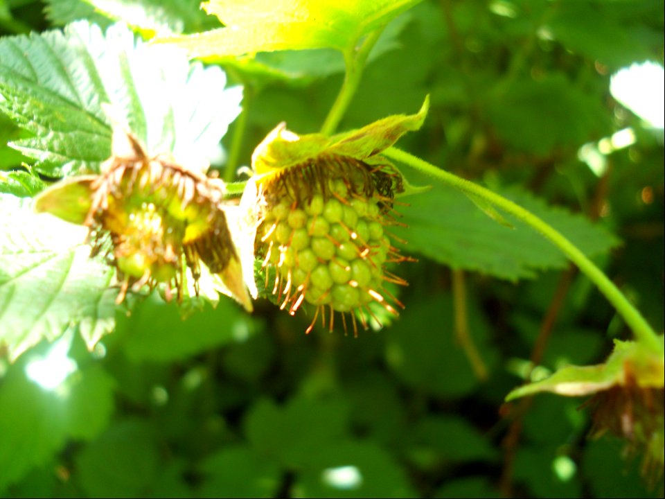 Immature Salmonberries