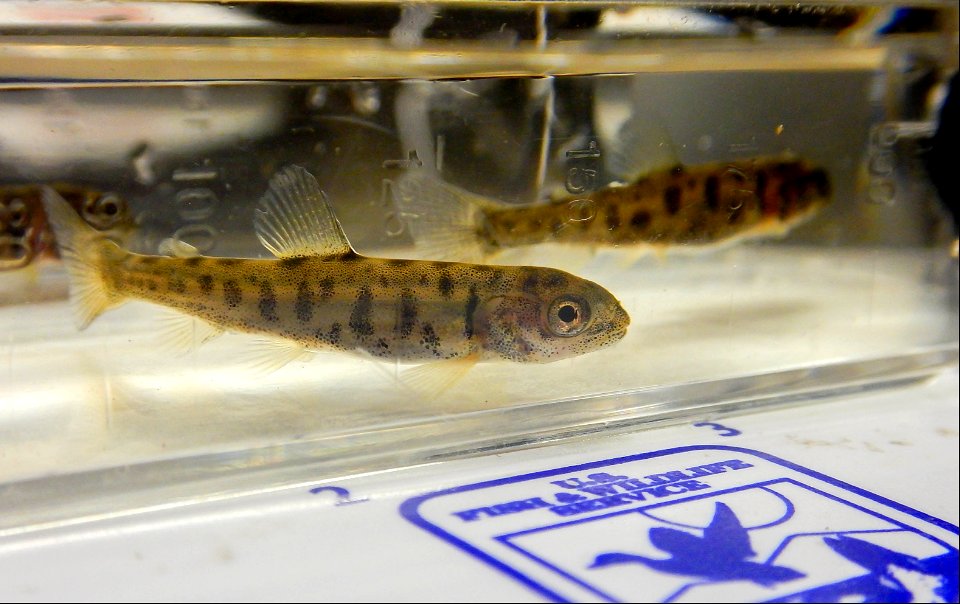 Juvenile Lake Trout