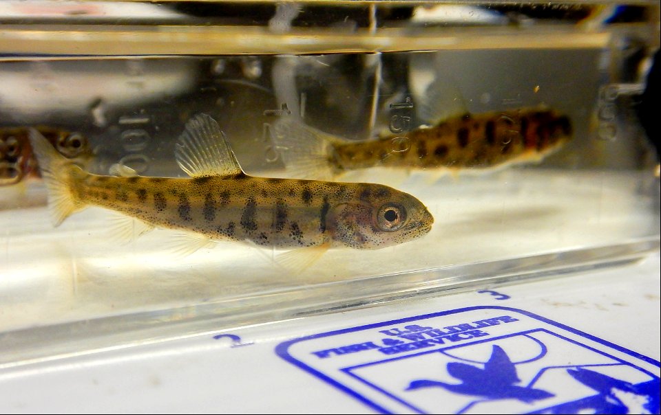 Juvenile Lake Trout photo