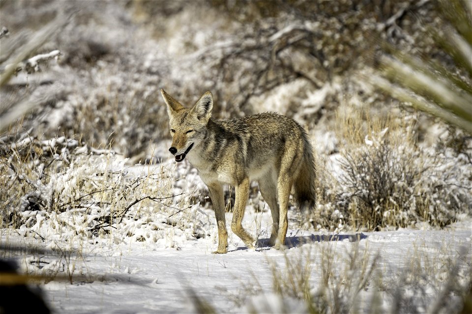 Coyote (Canis latrans) in the snow near Quail Springs