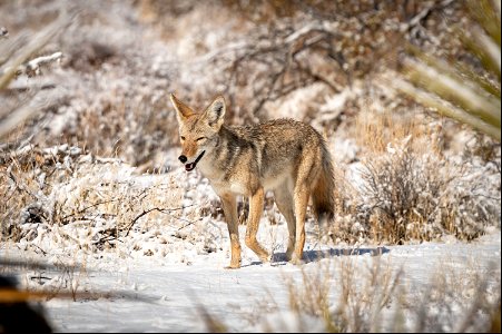 Coyote (Canis latrans) in the snow near Quail Springs photo