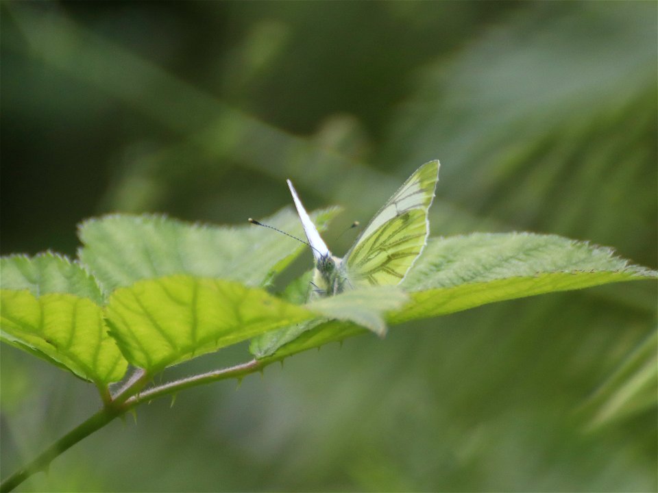 HWW. Green-veined White Butterfly
