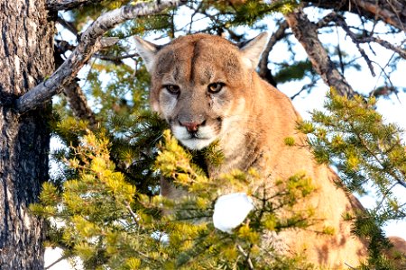 Cougar tom peeks through branches from a tree (2) photo