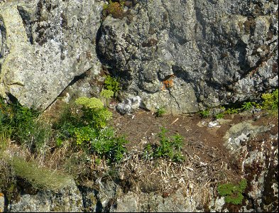 Gyrfalcon nest and chicks