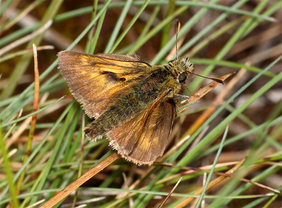 SKIPPER, MARDON (Polites mardon) (06-08-2022) N CA-S OR coastal segregate, low divide road, smith river recreation area, del norte co, ca -16