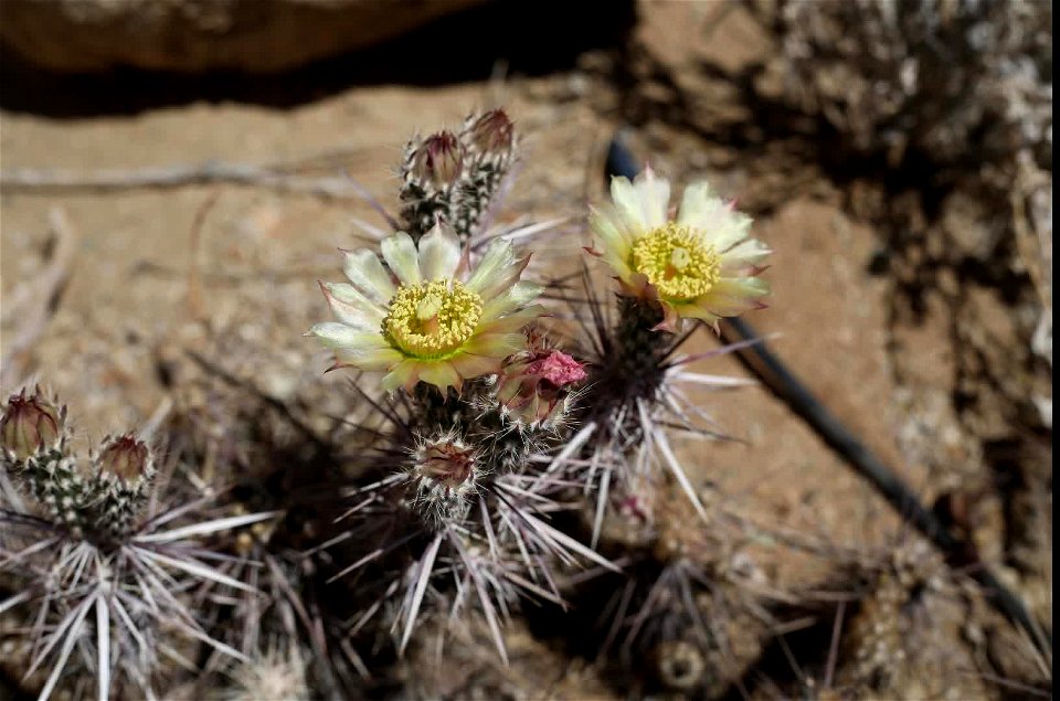 Parish's Club Cholla Cactus Bloom