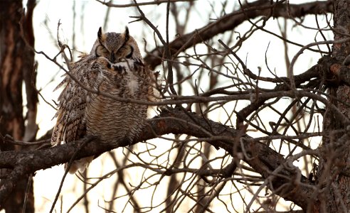Great-Horned Owl Huron Wetland Management District photo