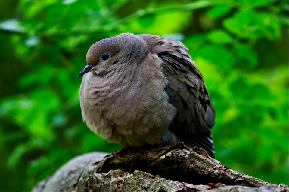 Comfy poofy mourning dove