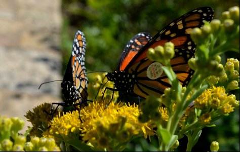 Tagged Monarchs at Minnesota Valley National Wildlife Refuge photo