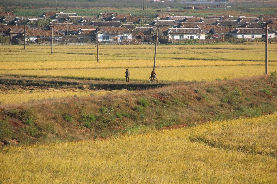rice paddy fields in North Korea