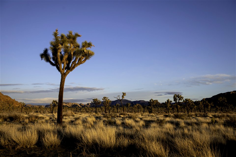 Joshua tree and distant Ryan Mountain at sunset