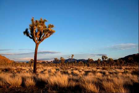 Joshua tree and distant Ryan Mountain at sunset