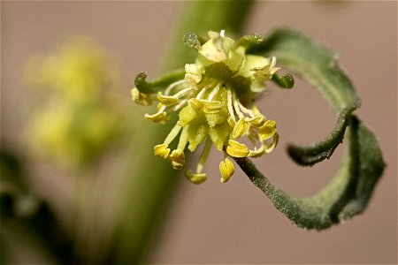 Reseda lutea