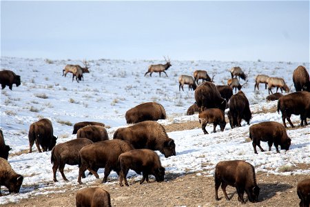 Elk & Bison on the National Elk Refuge