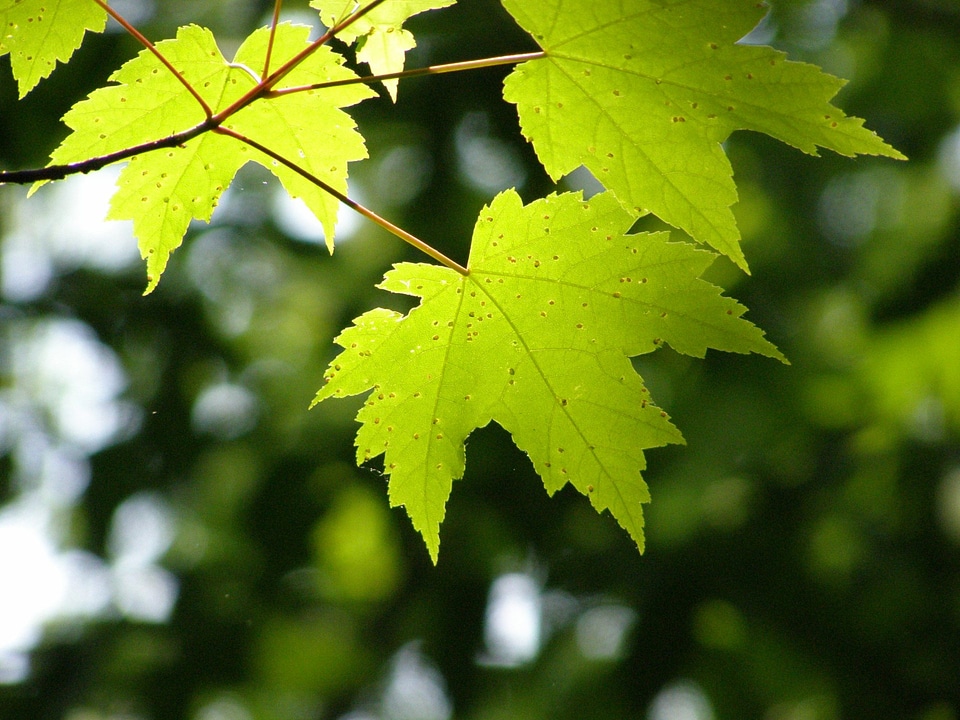 Close up of three maple leaves with the sky