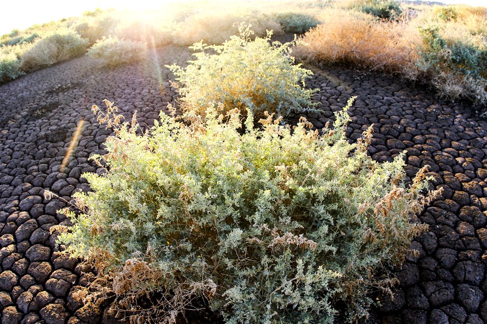 MAY 15: Saltbush growing in cracked mud