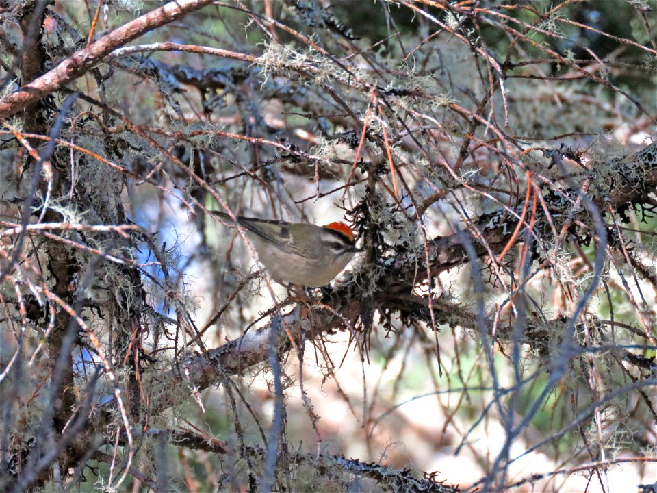 707 - GOLDEN-CROWNED KINGLET (10-28-2022) tolowa dunes s p, del norte co, ca -04