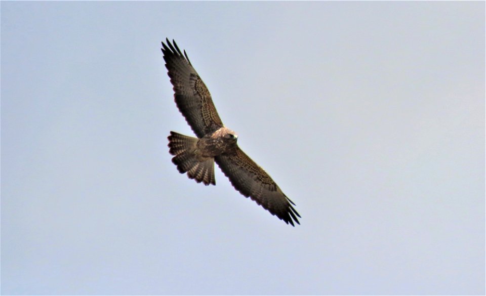 Swainson's hawk