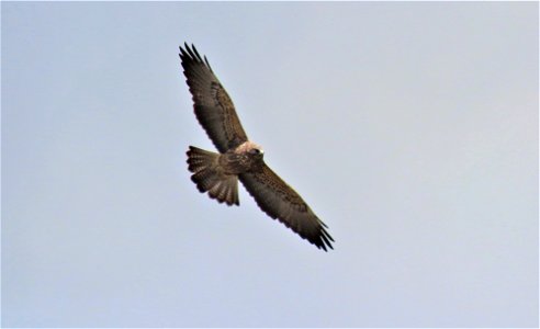 Swainson's hawk
