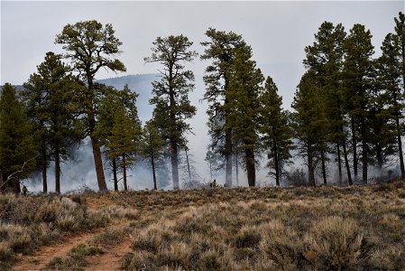 Ray Mesa Prescribed Burn Fall 2021 photo