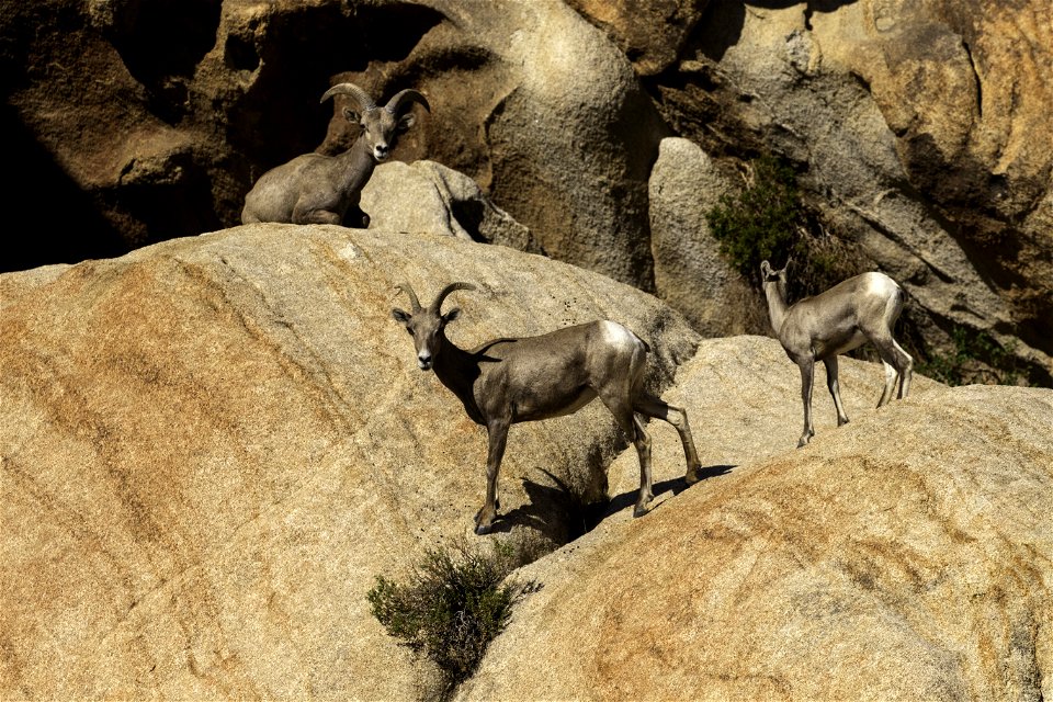 Ryan Mountain Bighorn Sheep