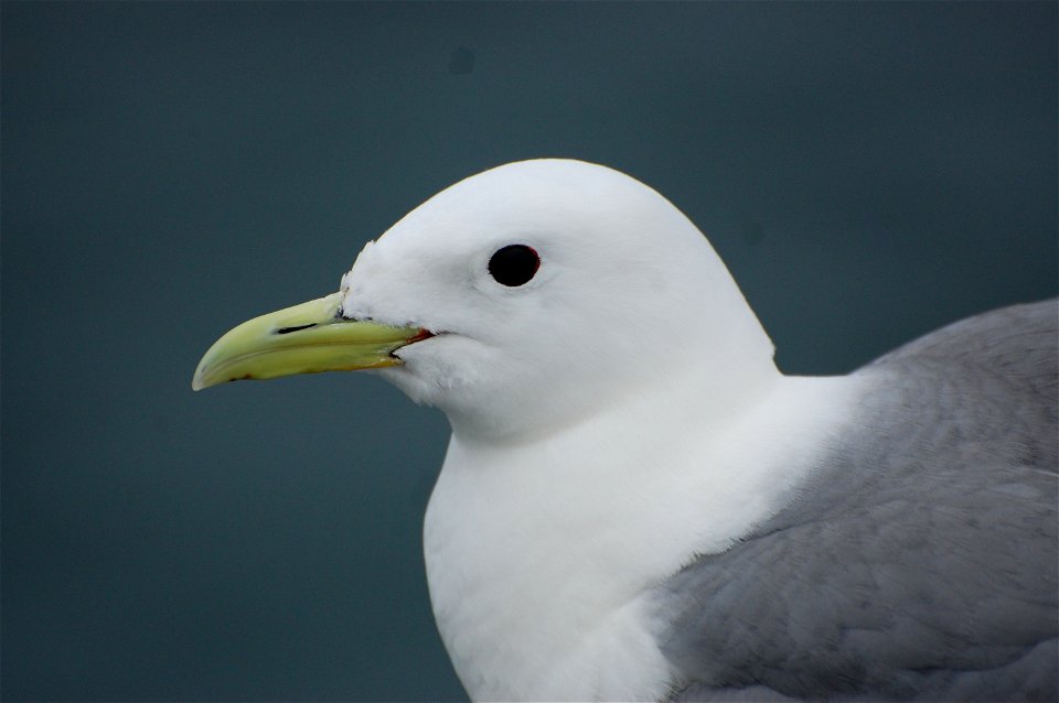 Black-legged Kittiwake
