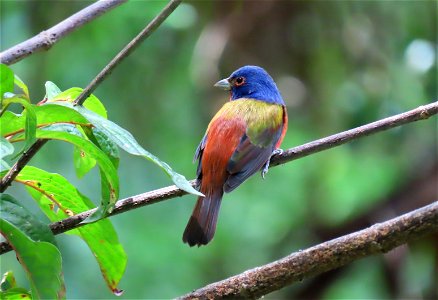 Male Painted Bunting photo