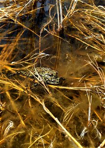 Dixie Valley toads breeding. photo