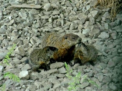 Groundhog With Young photo