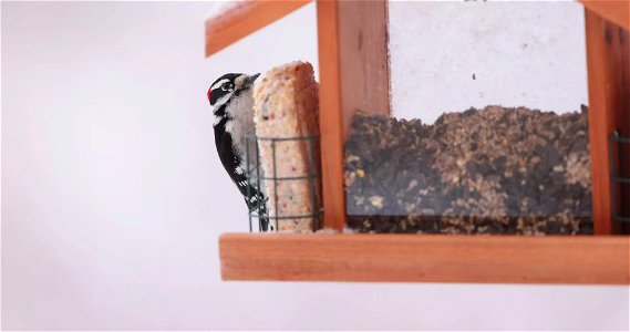 Downy woodpecker photo