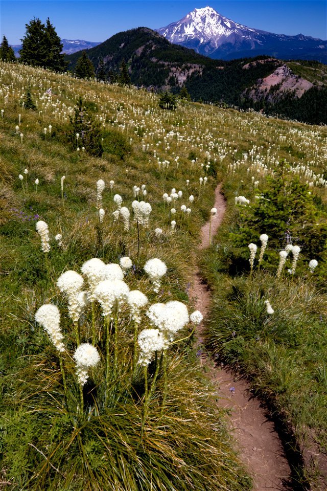 Willamette National Forest, Coffin Mountain Trail