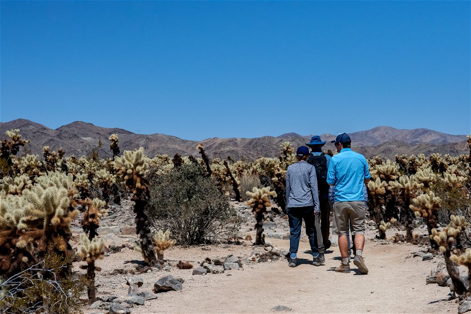 Cholla Cactus Garden