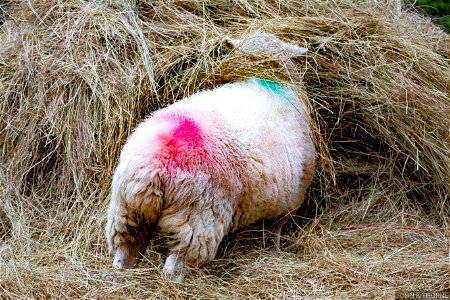 Sheep 🐑 Looking for a needle in a haystack.
