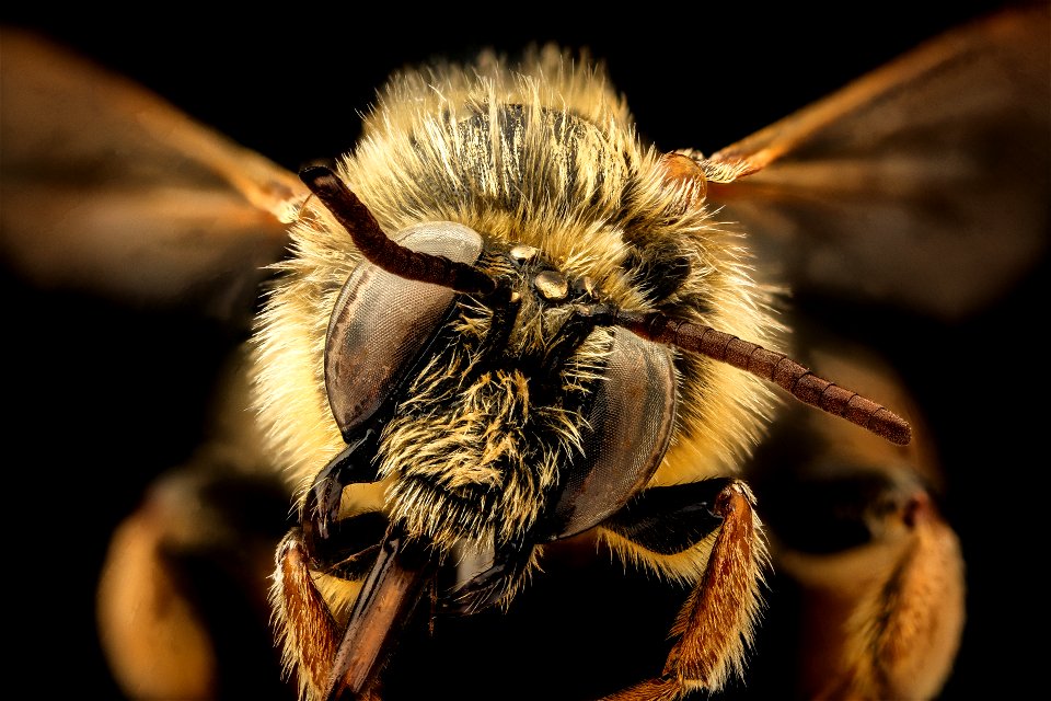 Epeoloides coecutiens, m, face, T.M.J. Peeters, Netherlands_2022-02-02-16.13.04 ZS PMax UDR copy