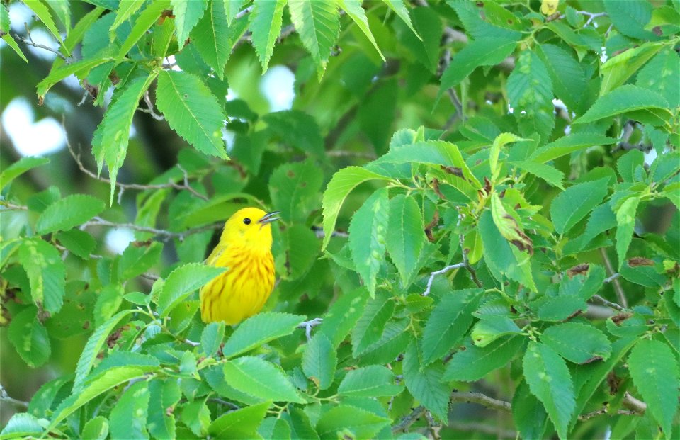 Yellow Warbler Tewaukon National Wildlife Refuge