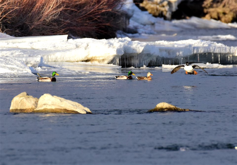 Common goldeneye at Seedskadee National Wildlife Refuge