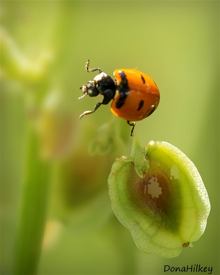 Transverse Lady Beetle
