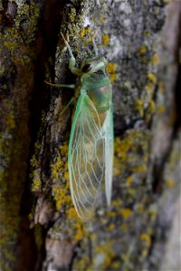 Cicada at Big Muddy National Fish and Wildlife Refuge