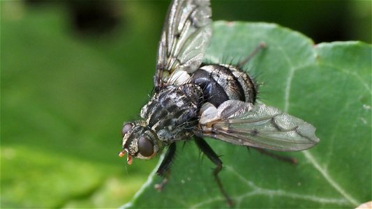Trixa conspersa (Raupenfliegenart, Fam. Tachinidae) - Weibchen