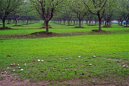 Fairy ring