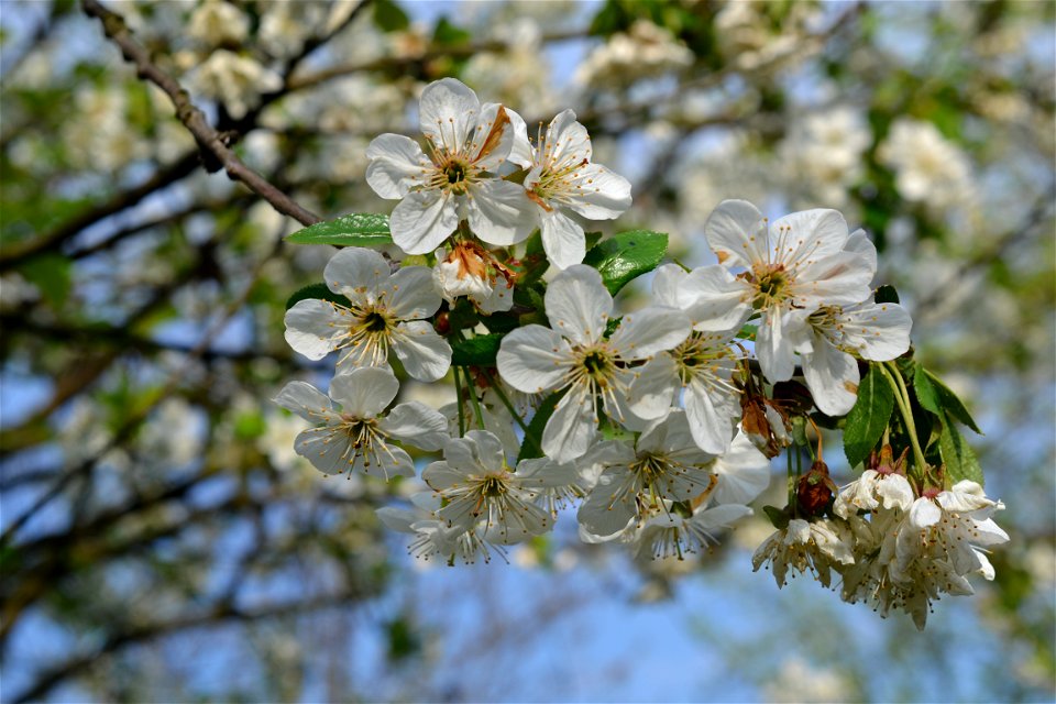 Spring ,April 2023