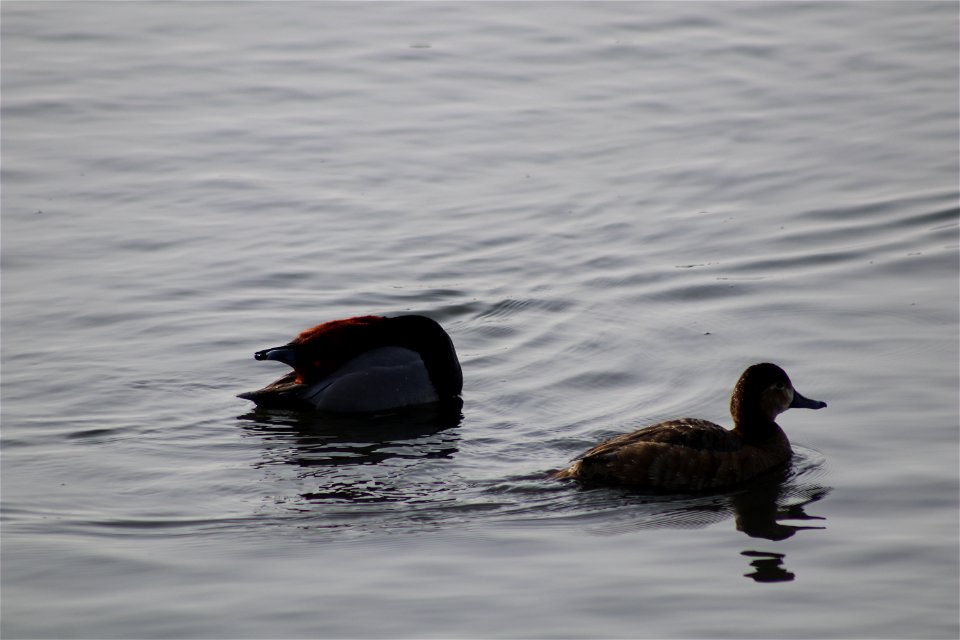 Redhead Courtship Lake Andes National Wildlife Refuge South Dakota